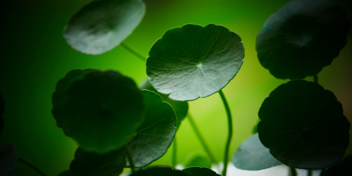 Centella asiatica